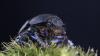 Anoplotrupes stercorosus